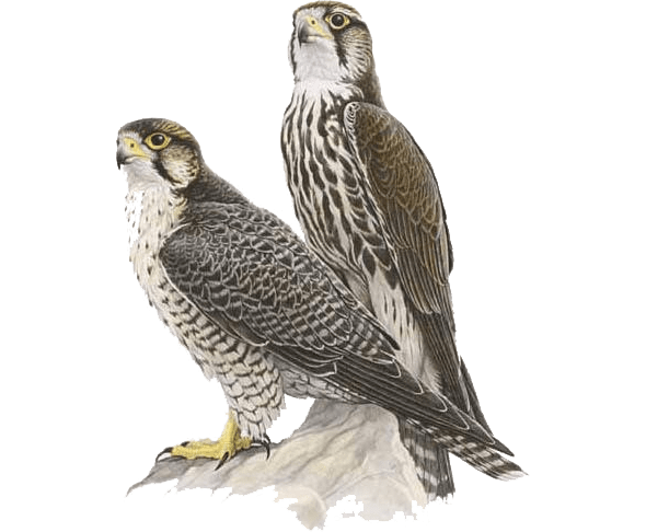 Rycina przedstawiająca Raroga górskiego z łacińskiego Falco biarmicus