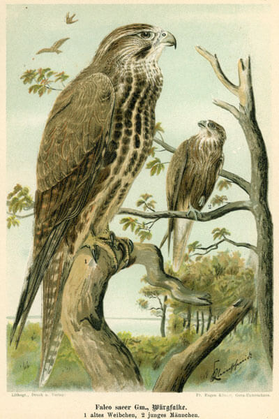Rycina przedstawiająca Raroga z łacińskiego Falco cherrug