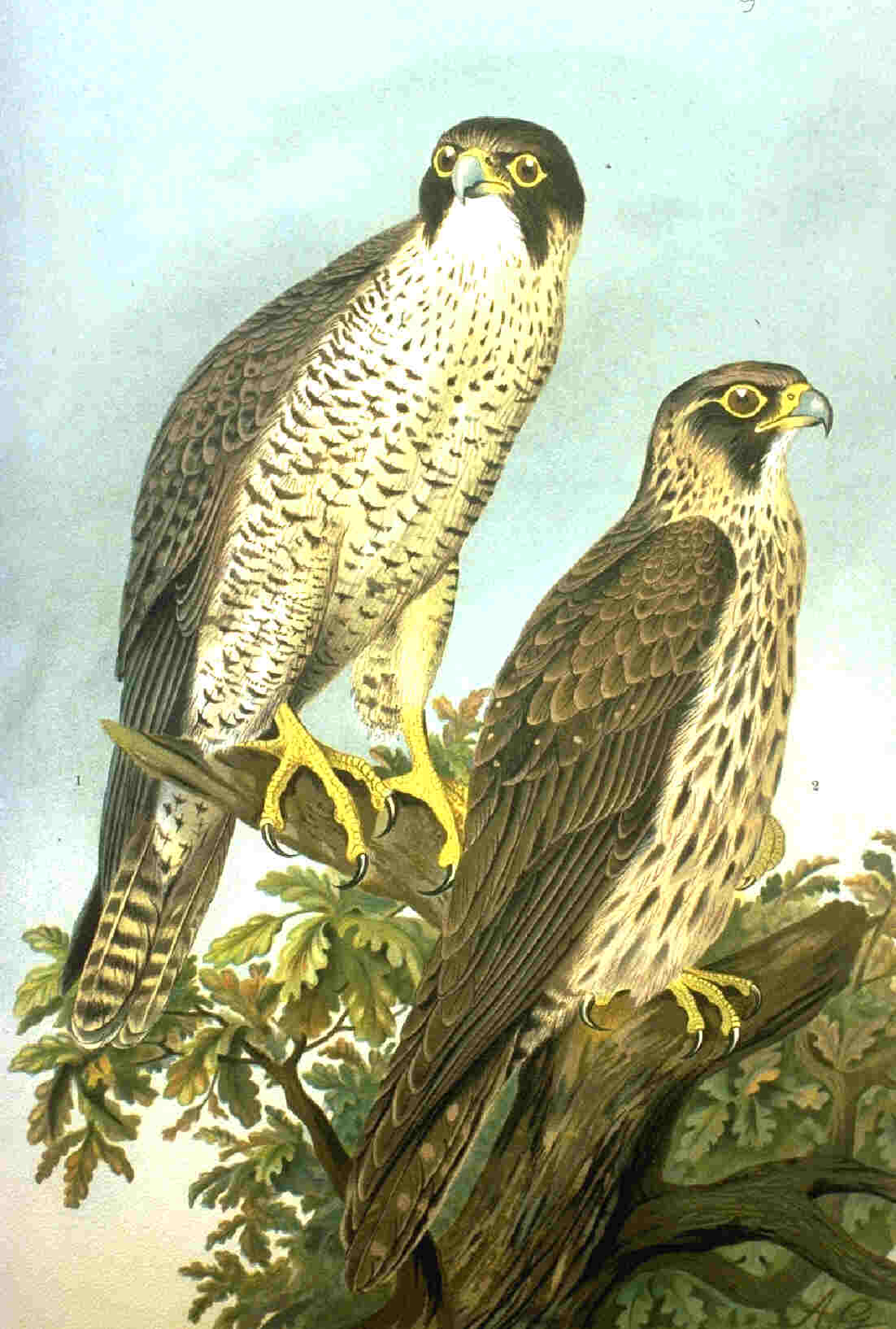 Rycina przedstawiająca Sokoła Wędrownego z łacińskiego Falco peregrinus