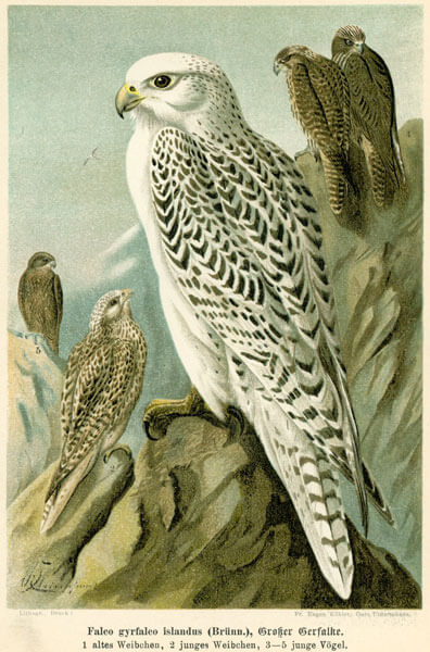 Rycina przedstawiająca Białozora z łacińskiego Falco rusticolus