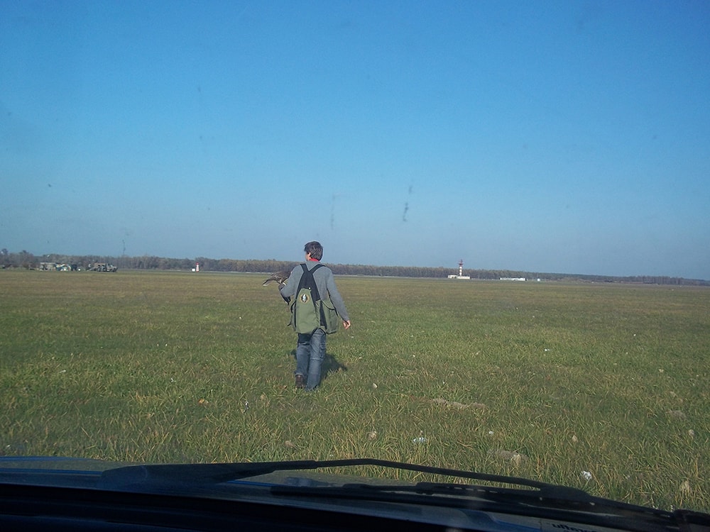Sokolnik pracujący w okolicach pasa startowego w Dęblinie