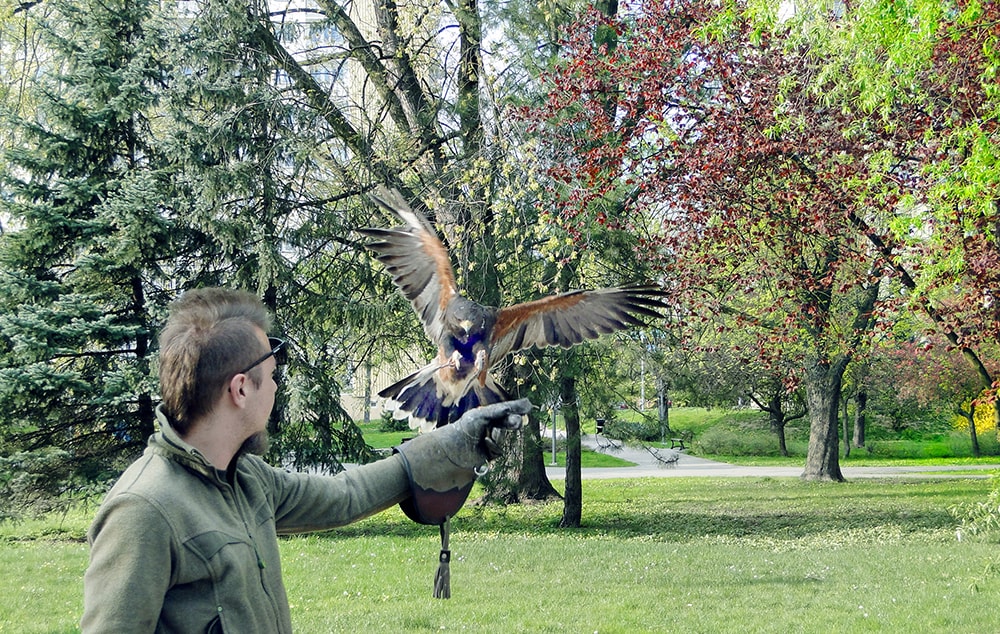 Odstraszanie ptaków w parku miejskim Rzeszów