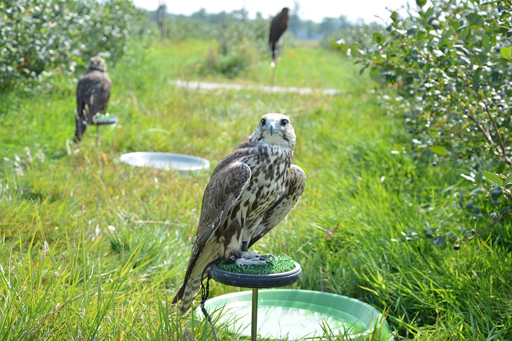 Samica Raroga odstrasza ptactwo na plantacji borówki amerykańskiej