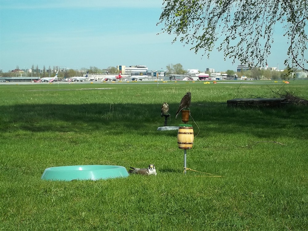 Ptaki pracujące na lotnisku Chopina