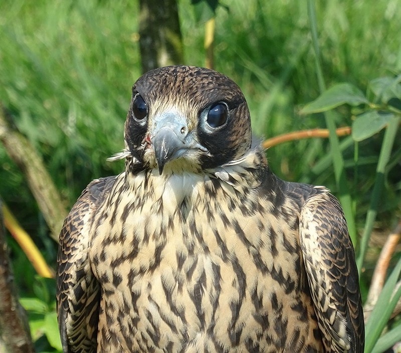 Baaz to Sokół wędrowny Falco peregrinus